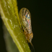 Acacia Psyllid - Photo (c) Alice Abela, all rights reserved