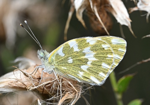 Eastern Bath White