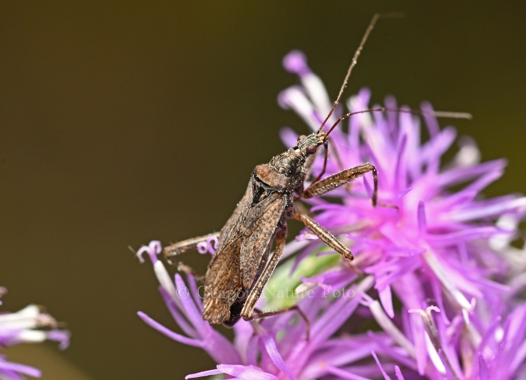 Tree Damsel Bug from 康乐县, 临夏回族自治州, 甘肃省, CN on September 11, 2023 at 07: ...
