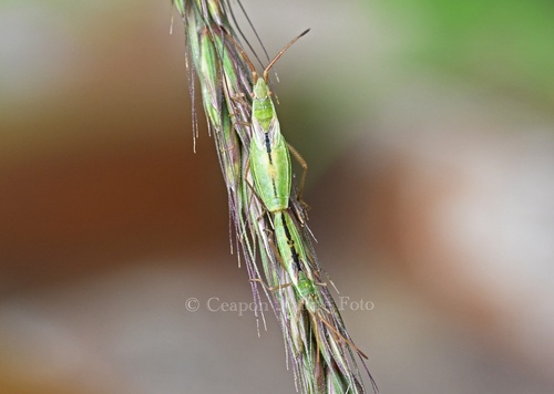 short-winged rhopalid