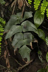 Adiantum macrophyllum image