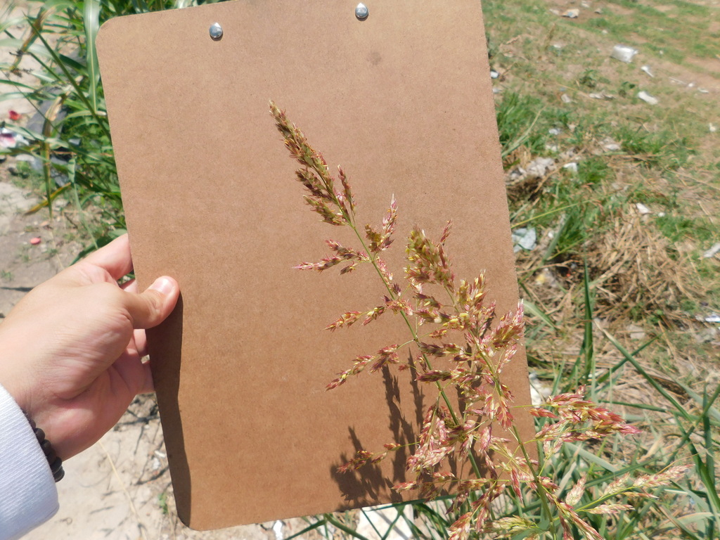 water beard grass from Residencial Alcazar, 20908 Ags., México on