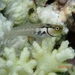 Little Combtooth Blenny - Photo (c) Amir Rasheed, all rights reserved, uploaded by Amir Rasheed