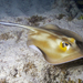 Brazilian Large-eyed Stingray - Photo (c) R Vasconcellos, all rights reserved, uploaded by R Vasconcellos