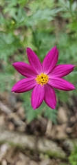 Cosmos caudatus image