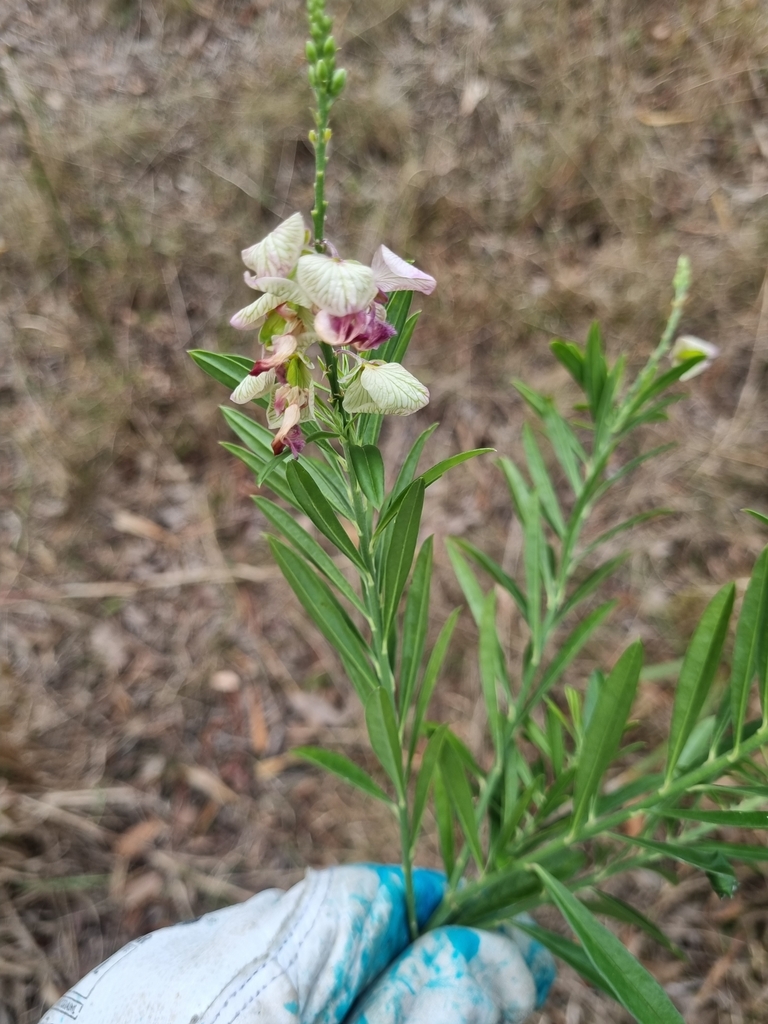 Purple Broom By Rea Mcgrath Inaturalist