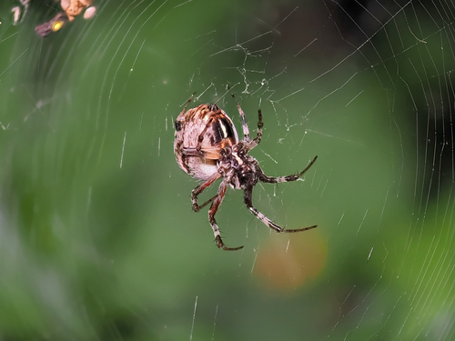 Labyrinth Orbweaver