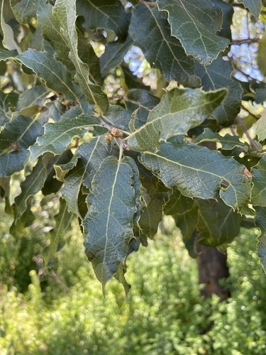 How to identify Quercus eduardi Trel.
