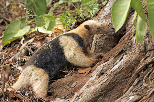 Northern Tamandua