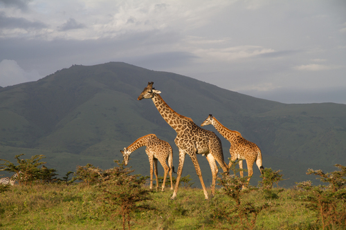 Maasai Giraffe (Subspecies Giraffa tippelskirchi tippelskirchi ...