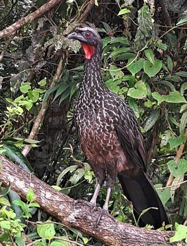 Dusky-legged Guan