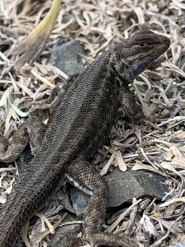 iNaturalist observation photo of Common Sagebrush Lizard