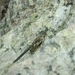 Scelimena gombakensis - Photo (c) Yiquan Chin, all rights reserved, uploaded by Yiquan Chin
