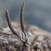 Ophiocordyceps stylophora - Photo (c) Drew Palmer, kaikki oikeudet pidätetään, lähettänyt Drew Palmer