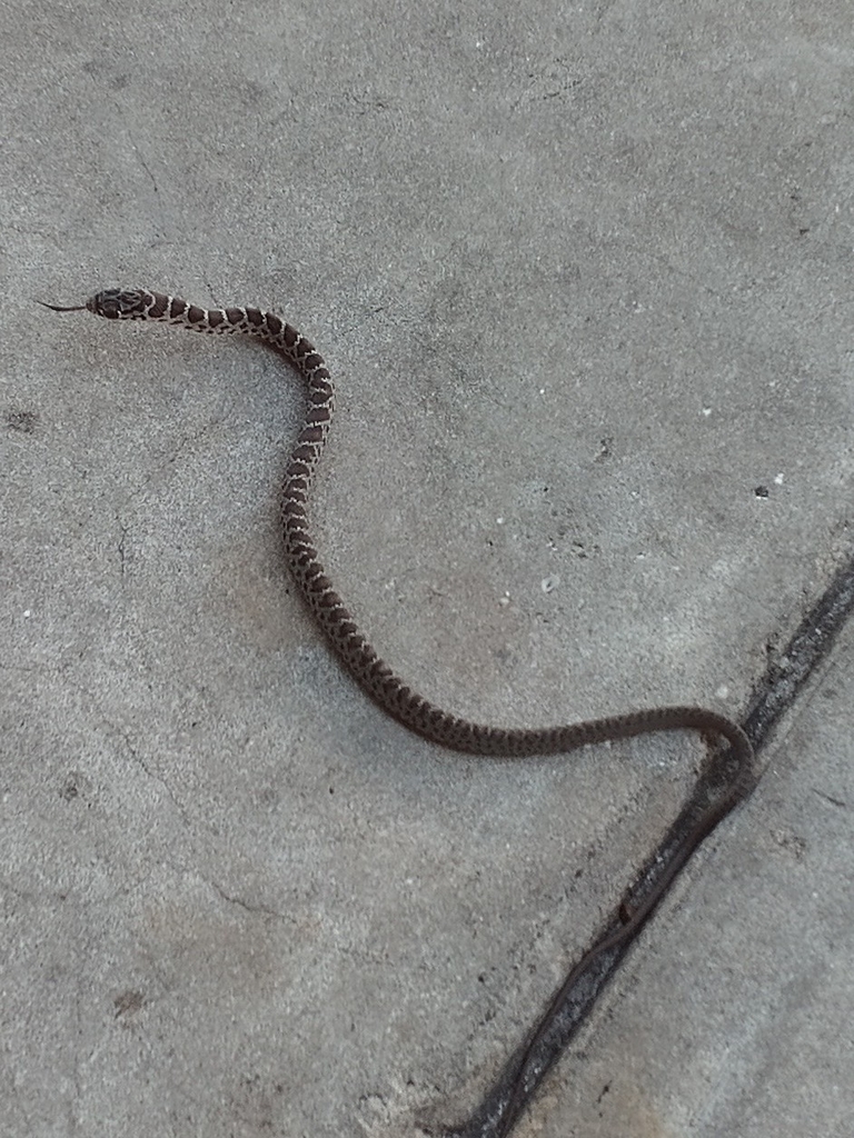 Southern Black Racer from St. Petersburg, FL 33711, USA on September 9 ...