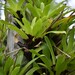Vriesea vagans - Photo (c) Eduardo Gelli, todos los derechos reservados, subido por Eduardo Gelli