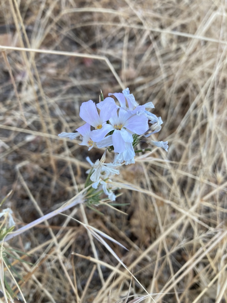 large-flowered leptosiphon in September 2023 by heyfrench · iNaturalist