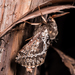 Great Ghost Moth - Photo (c) Danilo Hegg, all rights reserved, uploaded by Danilo Hegg