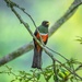 Collared Trogon - Photo (c) Enrique Giron, all rights reserved, uploaded by Enrique Giron