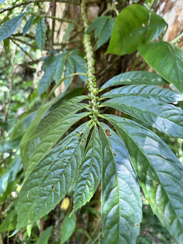 Procris laevigata from Yilan, TW-TA, TW on September 12, 2023 at 10:54 ...