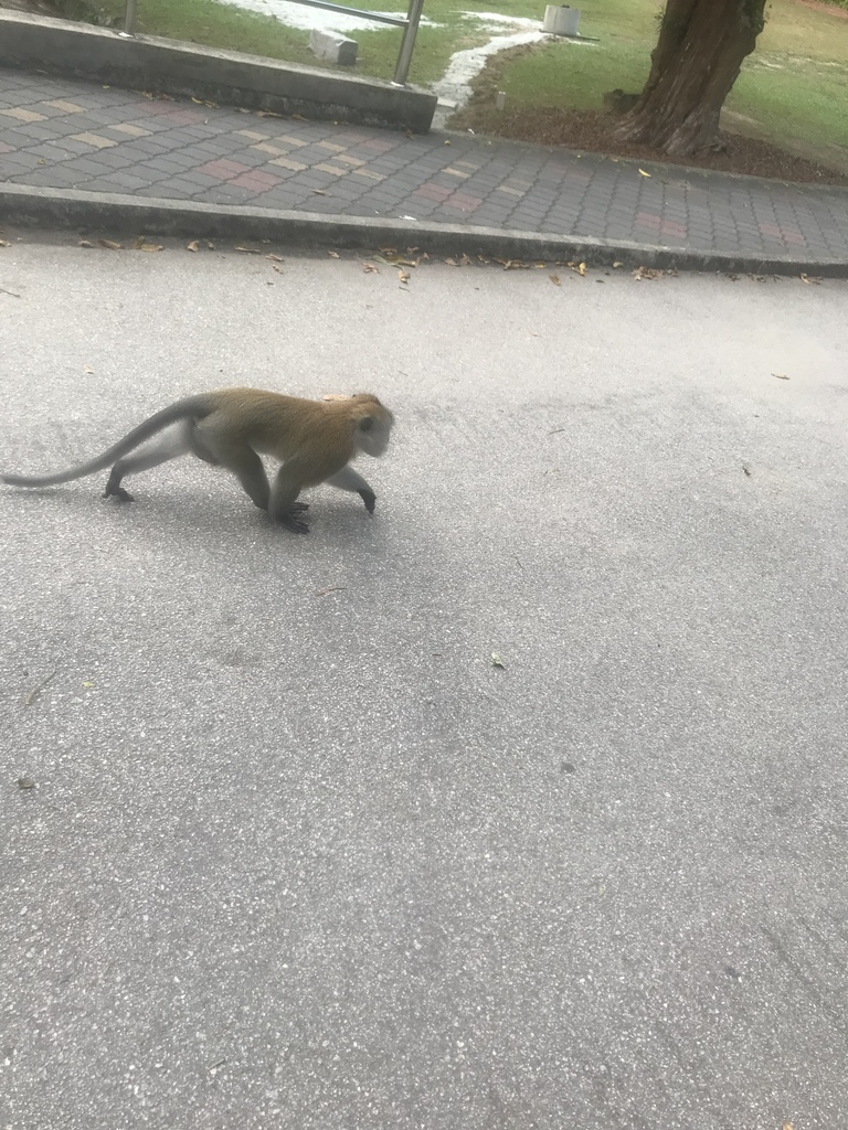 Long-tailed Macaque from Lower Circular Road, Tanjung Tokong, Penang ...