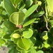Ficus microcarpa latifolia - Photo (c) 蔡素月, todos os direitos reservados, uploaded by 蔡素月