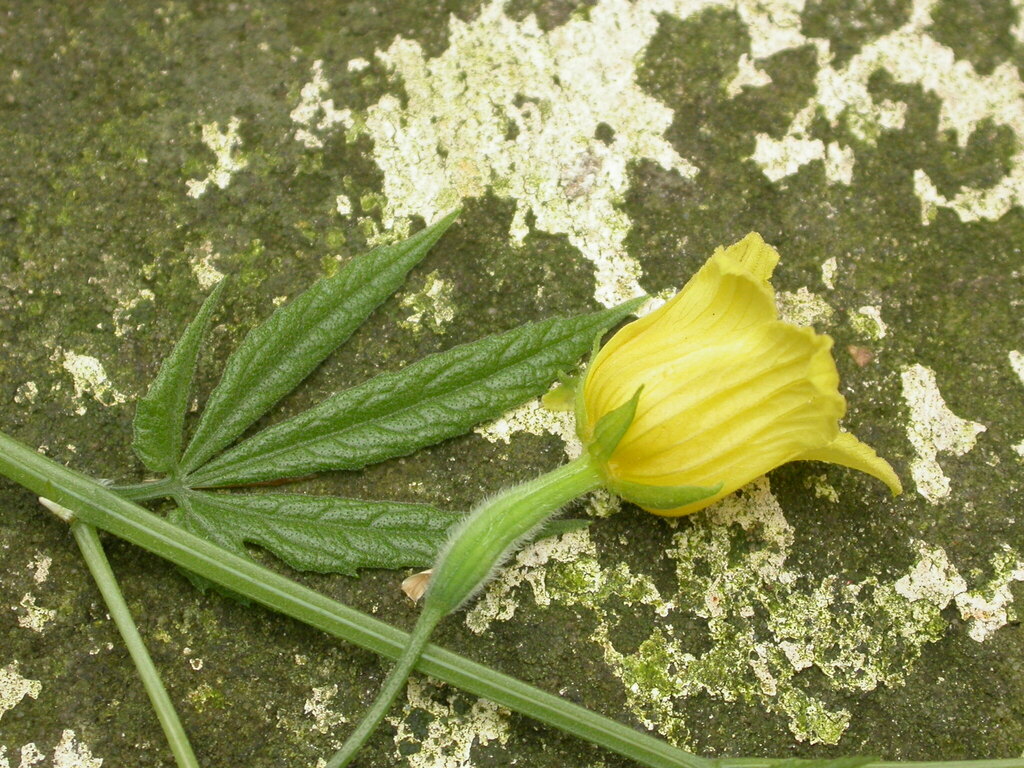 Thladiantha hookeri (Thladiantha hookeri)