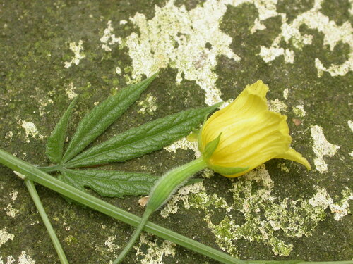 Thladiantha hookeri