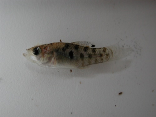 Sheepshead Minnow