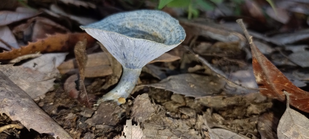 Indigo Milk Cap From Kirmoriya Uttarakhand 246439 India On September