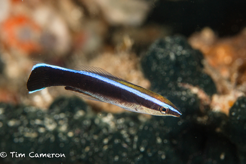 Bluestreak Cleaner Wrasse
