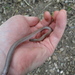 Cope's Worm Lizard - Photo (c) Corey Raimond, all rights reserved, uploaded by Corey Raimond