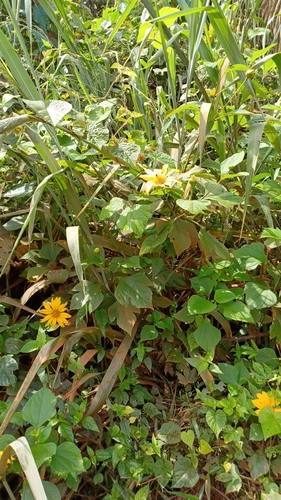 Mexican sunflower