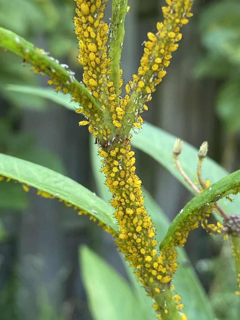 Oleander Aphid from Springwood Dr, North Augusta, SC, US on September 12, 2023 at 0956 AM by