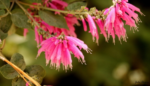 Mexican fuchsia sage