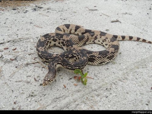 Pine Snake