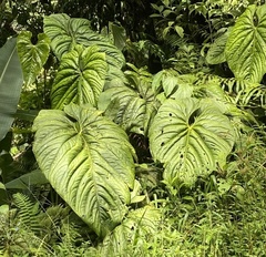 Anthurium formosum image
