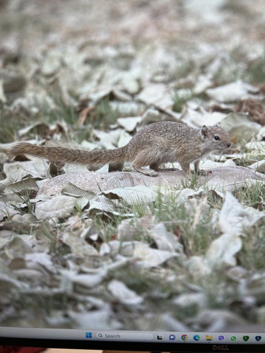 Smith's Bush Squirrel