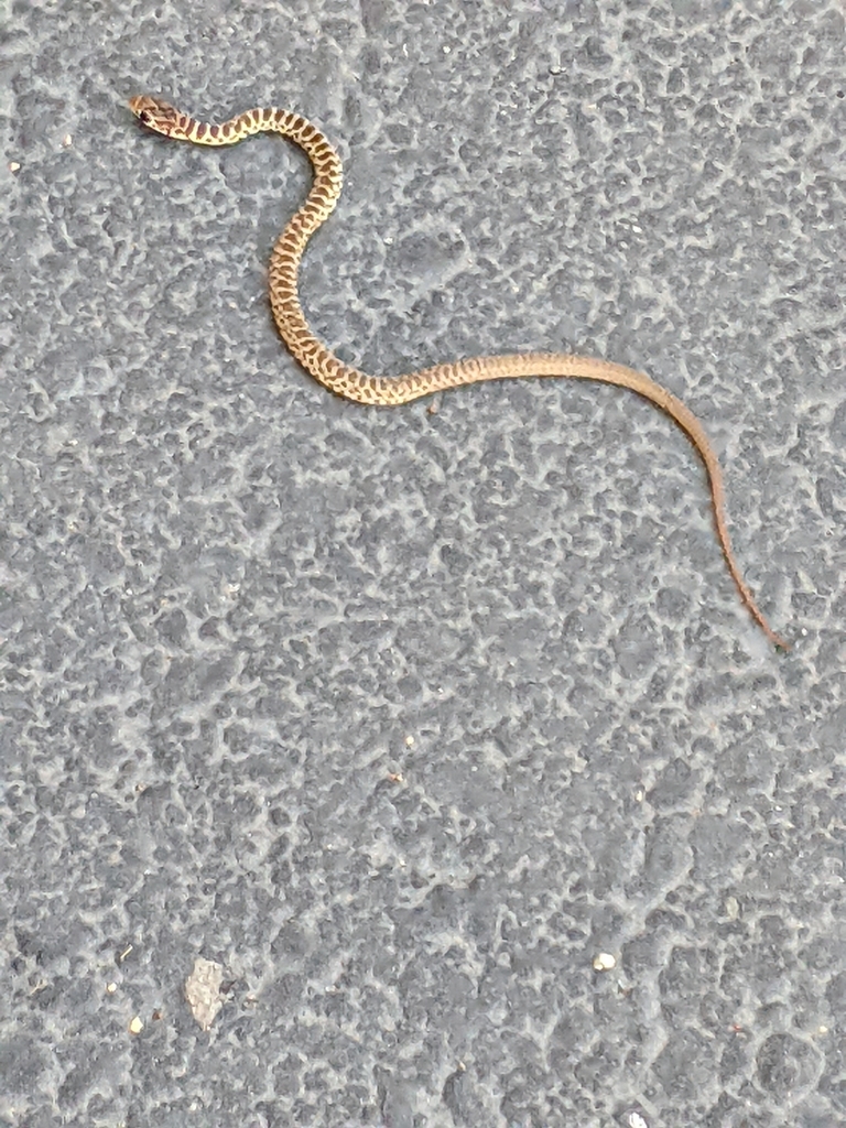 Western Yellow-bellied Racer From Novato, CA 94945, USA On September 12 ...