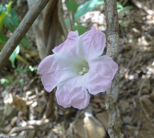 Ipomoea eggersii (House) D. Austin