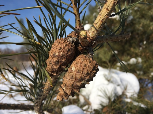 photo of Jack Pine (Pinus banksiana)