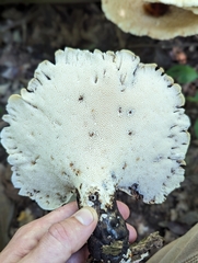 Polypore