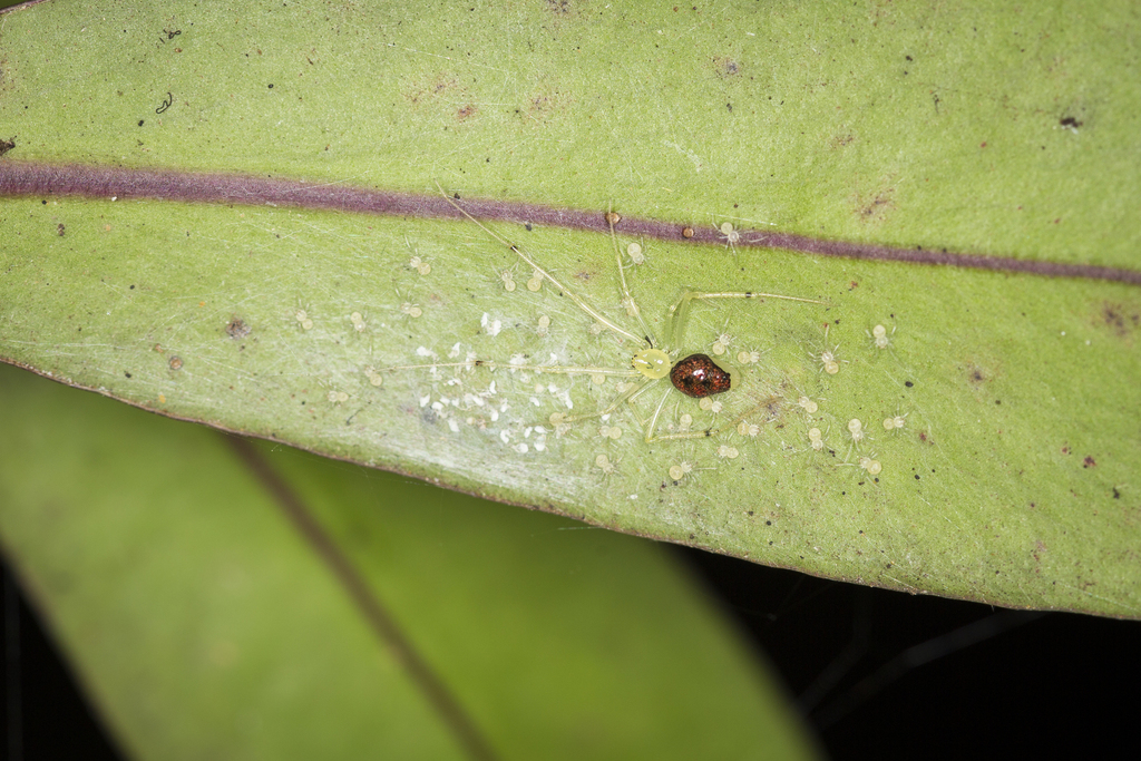 Hawaiian Happy Face Spider from Maui County, HI, USA on July 11, 2016 ...