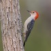 Red-bellied Woodpecker - Photo (c) Corey Hayes, all rights reserved, uploaded by Corey Hayes