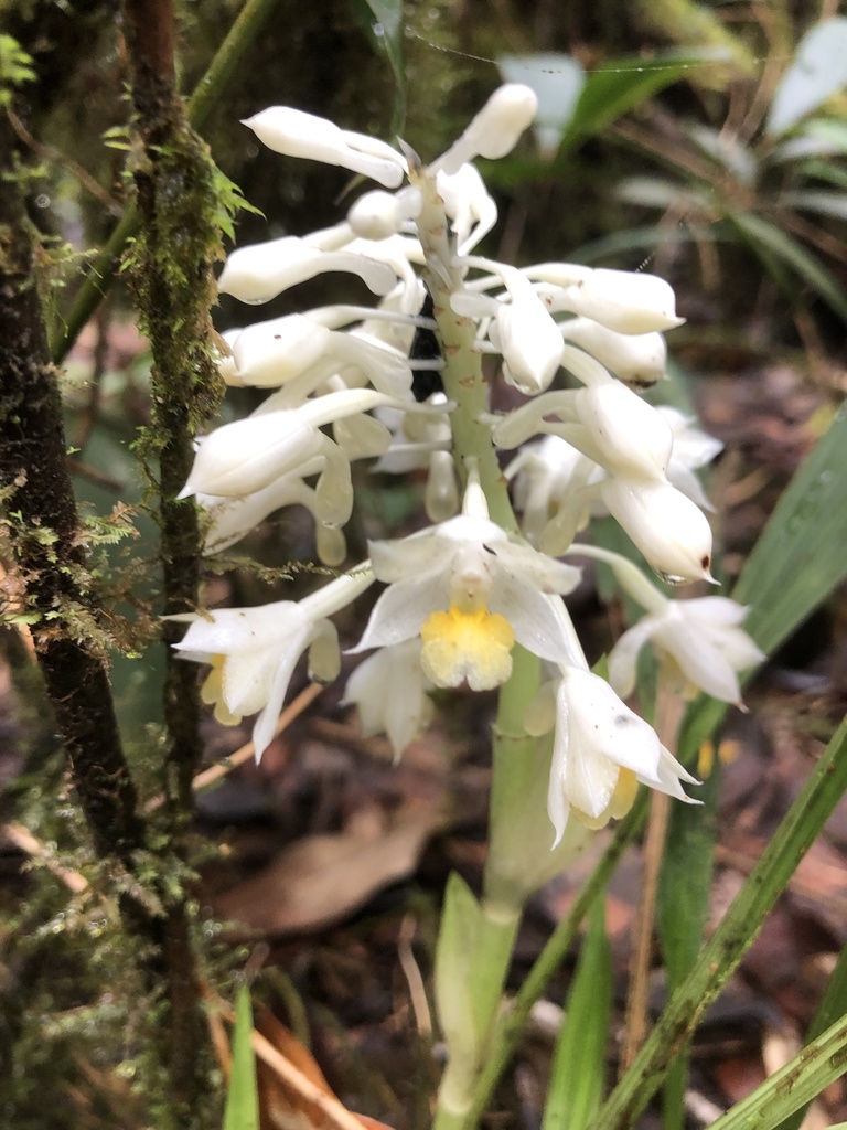 Calanthe angustifolia (Calanthe angustifolia)