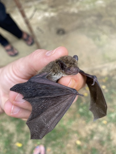 Papuan Pipistrelle (Pipistrellus papuanus) — Least Concern Mammalia
