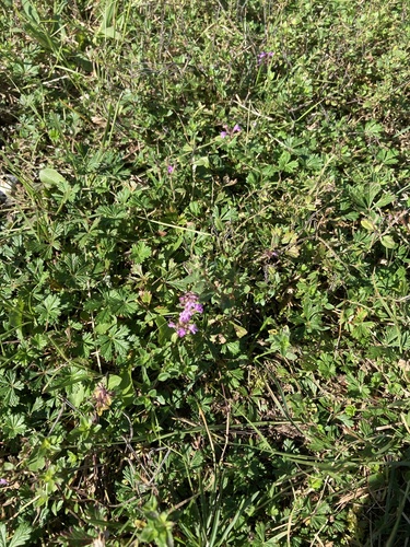 Keturbriaunis čiobrelis nuotrauka