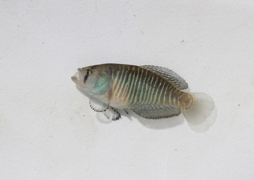Austrolebias melanoorus