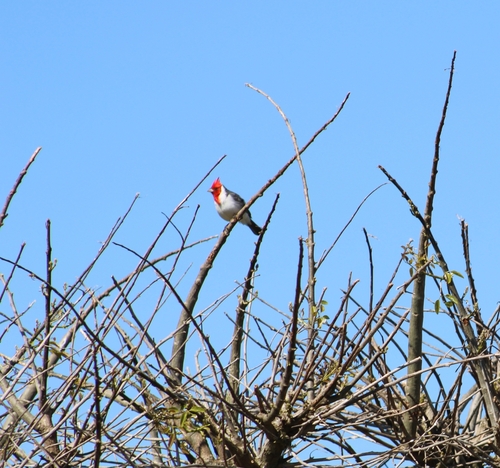 Red-crested Cardinal