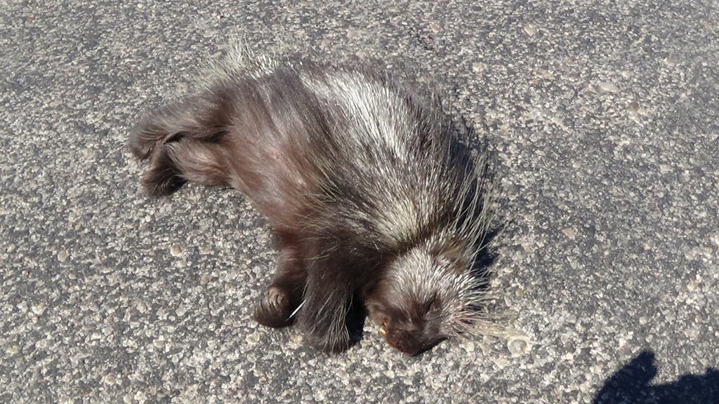 North American Porcupine from Jones County, USTX, US on May 5, 2013 by Rowdy White. Roadkill
